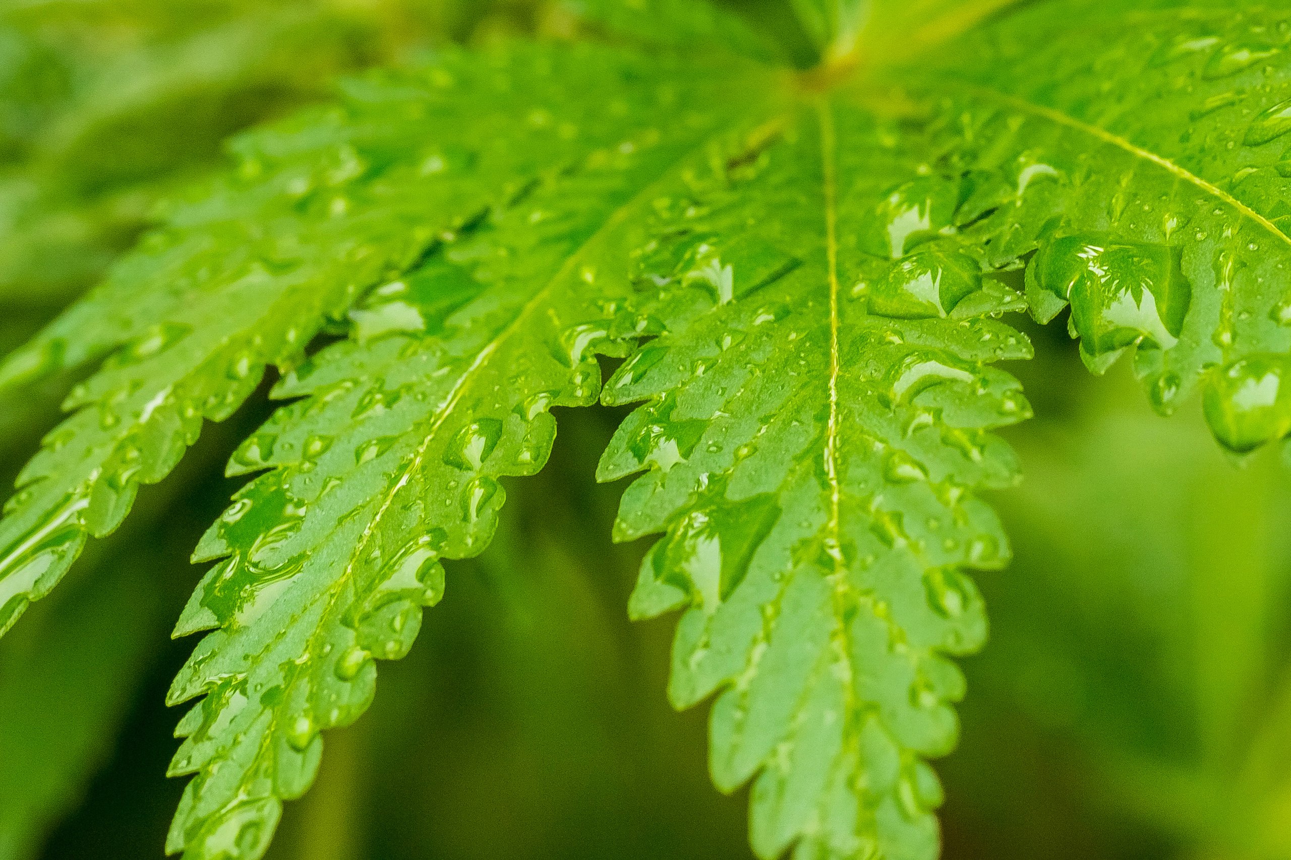 closeup-shot-dews-cannabis-plant-field (1)