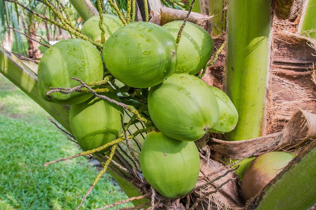 coconut-1036198_1280 (1)