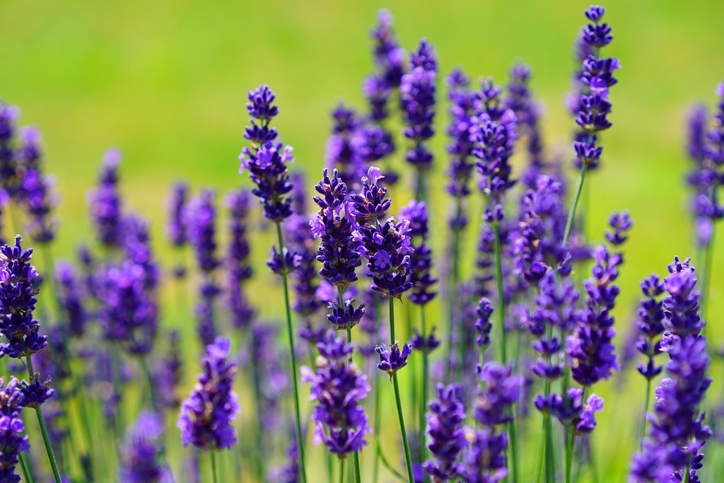 lavender-1117275_1280 (1)