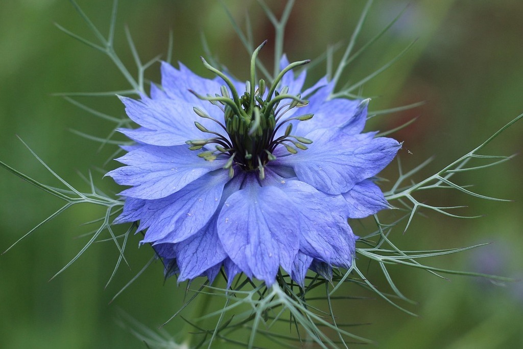 love-in-a-mist-6540738_1280 (1)