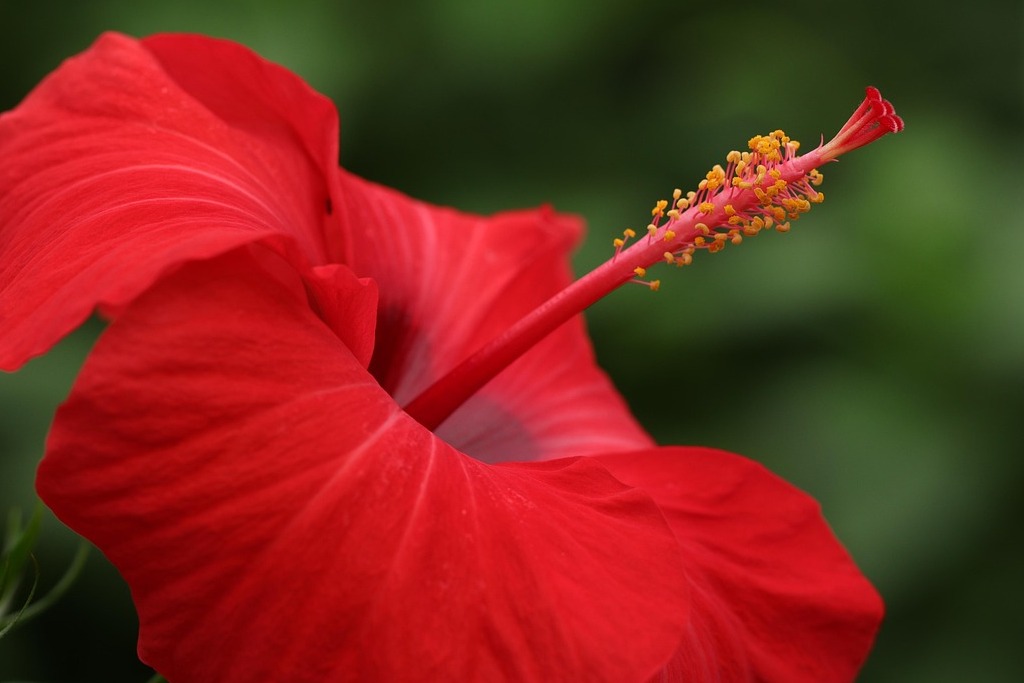 marjonhorn-hibiscus-7577002_1280 (1)