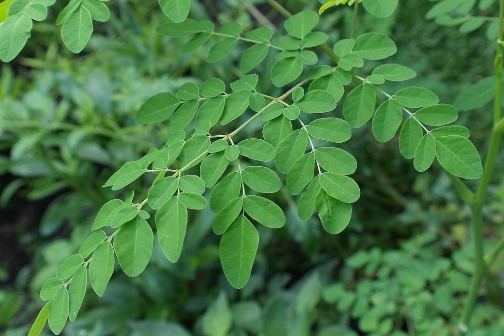 plant-2307261_1280 (1)