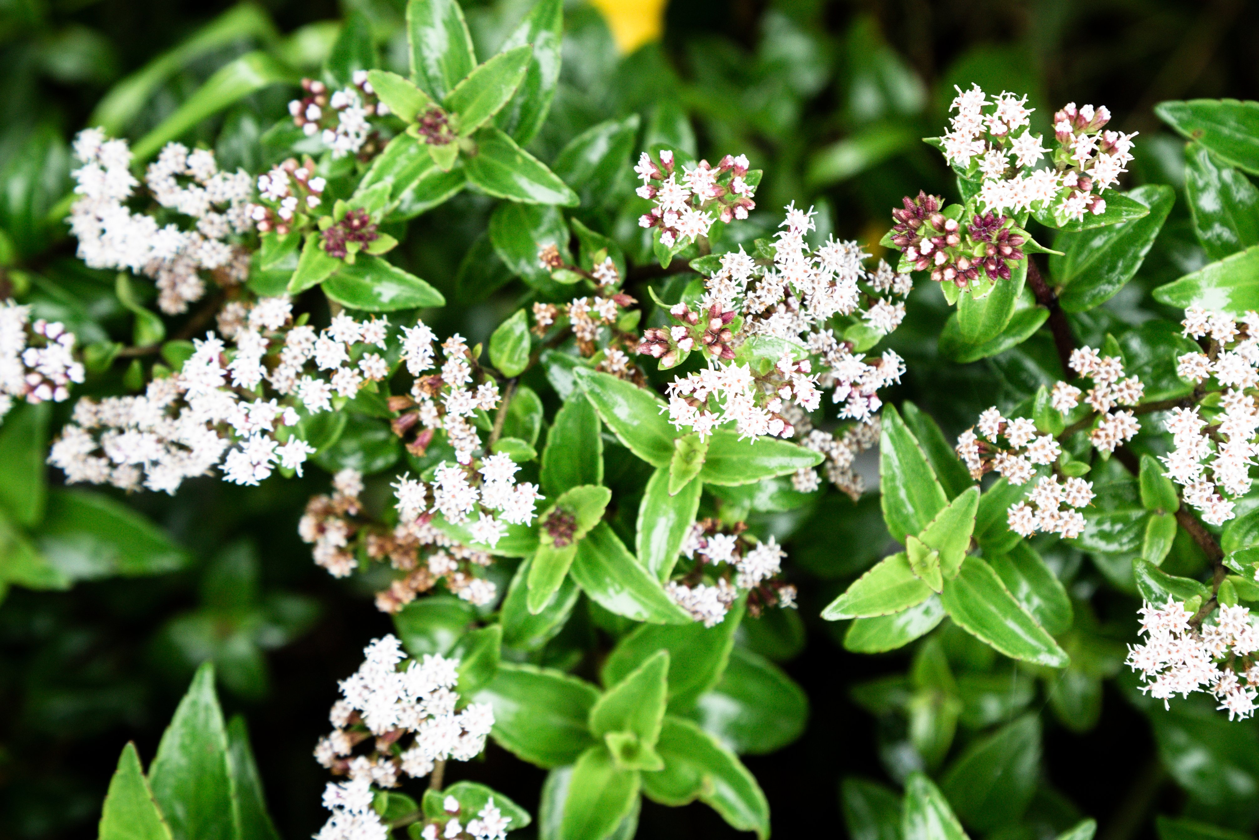 top-view-beautiful-tropical-flowers (1)