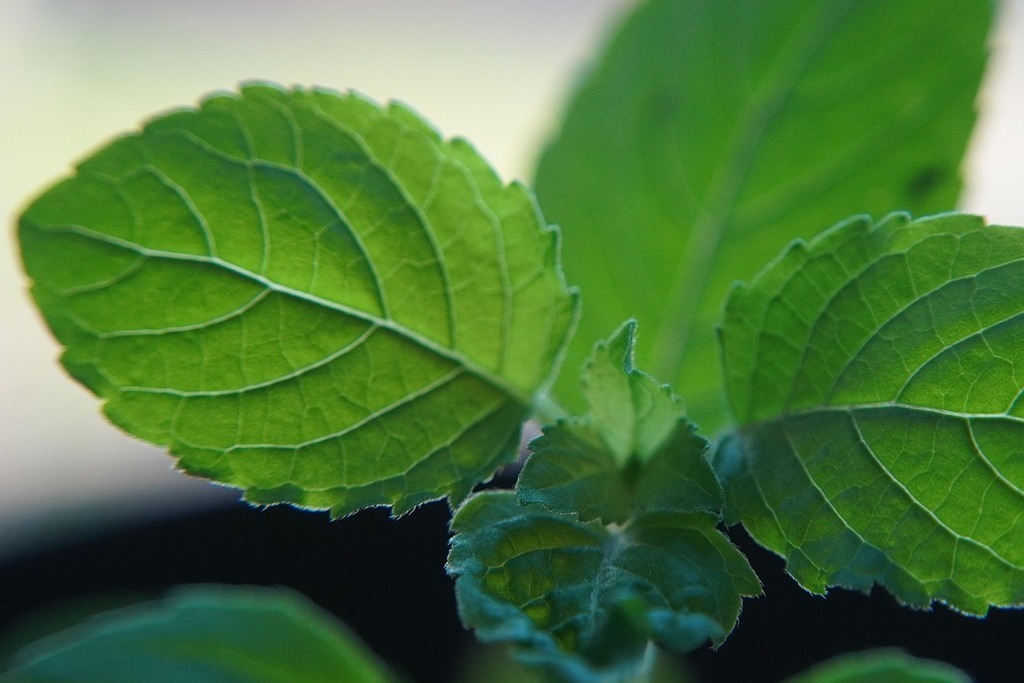 tulsi-leaves-7285715_1280 (1)